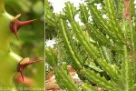 Enlarged Image of 'Euphorbia lactea'