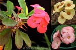 Enlarged Image of 'Euphorbia milii'