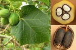 Enlarged Image of 'Jatropha curcas'