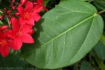 Enlarged Image of 'Jatropha integerrima'