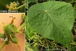 Enlarged Image of 'Macaranga harveyana'