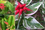 Enlarged Image of 'Pedilanthus tithymaloides'