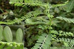 Enlarged Image of 'Phyllanthus amarus'