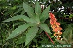 Enlarged Image of 'Ricinus communis'