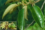 Enlarged Image of 'Alphitonia zizyphoides'