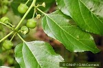 Enlarged Image of 'Colubrina asiatica'