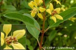 Enlarged Image of 'Galphimia gracilis'