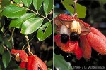 Enlarged Image of 'Blighia sapida'