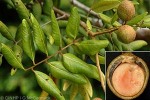 Enlarged Image of 'Dimocarpus longan'
