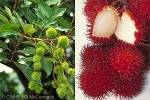 Enlarged Image of 'Nephelium lappaceum'