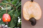 Enlarged Image of 'Anacardium occidentale'