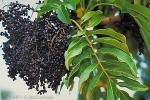 Enlarged Image of 'Rhus taitensis'