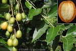 Enlarged Image of 'Spondias mombin'