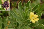 What Am I? Click to display answer!