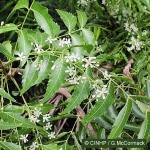 Enlarged Image of 'Azadirachta indica'