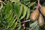 Enlarged Image of 'Cedrela odorata'