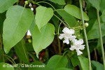 Enlarged Image of 'Toona ciliata'