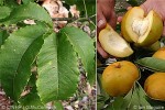 Enlarged Image of 'Casimora edulis'