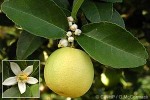 Enlarged Image of 'Citrus aurantifolia'