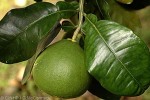 Enlarged Image of 'Citrus paradisi'