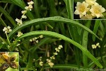 Enlarged Image of 'Euodia hortensis'