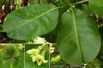 Enlarged Image of 'Melicope bracteata'