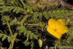 Enlarged Image of 'Tribulus cistoides'