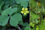 Enlarged Image of 'Oxalis corniculata'