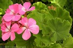 Enlarged Image of 'Pelargonium X hortorum'
