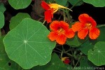 Enlarged Image of 'Tropaeolum majus'