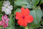 Enlarged Image of 'Impatiens walleriana'