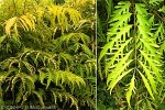 Enlarged Image of 'Polyscias cumingiana'
