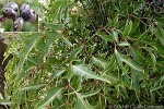 Enlarged Image of 'Polyscias fruticosa'
