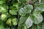 Enlarged Image of 'Polyscias scutellaria'