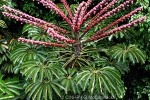 Enlarged Image of 'Schefflera actinophylla'