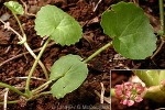 Enlarged Image of 'Centella asiatica'