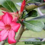 Enlarged Image of 'Adenium obesum'