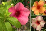 Enlarged Image of 'Allamanda blanchetii'