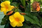 Enlarged Image of 'Allamanda schottii'