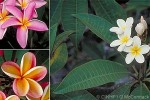 Enlarged Image of 'Plumeria rubra'