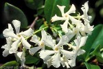 Enlarged Image of 'Trachelospermum jasminoides'