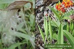 Enlarged Image of 'Asclepias curassavica'