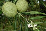 Enlarged Image of 'Asclepias physocarpa'
