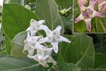 Enlarged Image of 'Calotropis gigantea'