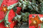 Enlarged Image of 'CarallumaQQ QQRR'