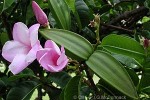 Enlarged Image of 'Cryptostegia grandiflora'
