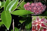 Enlarged Image of 'Hoya pubicalyx cv.'