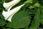 Enlarged Image of 'Brugmansia suaveolens'