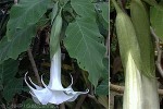 Enlarged Image of 'Brugmansia X candida'