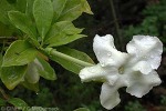 Enlarged Image of 'Brunfelsia americana'